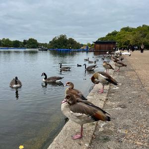 Nilgans