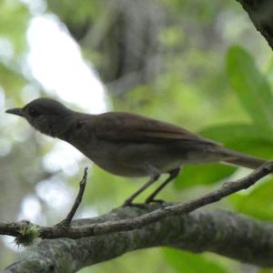 Unknown Species
