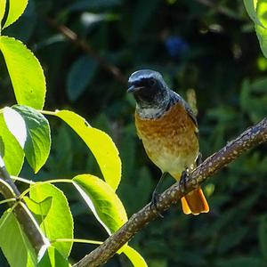 Common Redstart