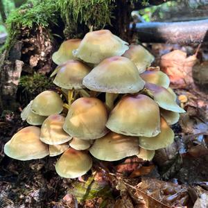Sulfur Tuft