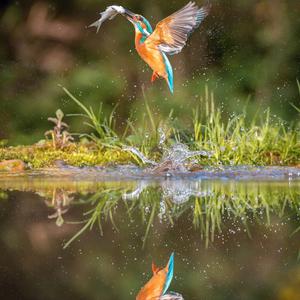 Common Kingfisher