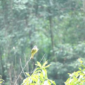 Collared Finchbill