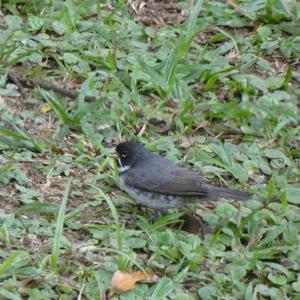 Unknown Species
