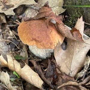 Sommer-Steinpilz