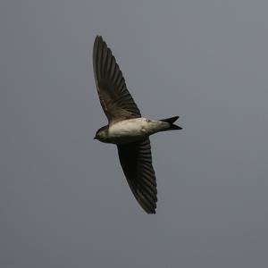 Northern House-martin