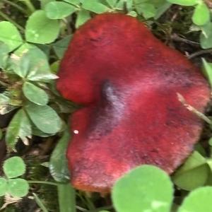 Unknown Species