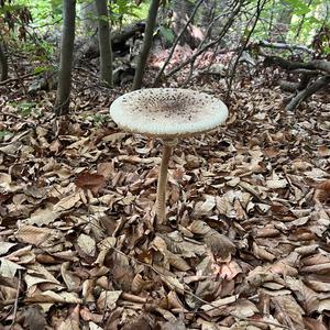 Parasol Mushroom