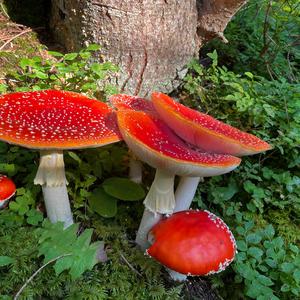 Fly Agaric