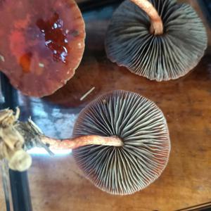 Unknown Species