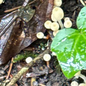 Unknown Species