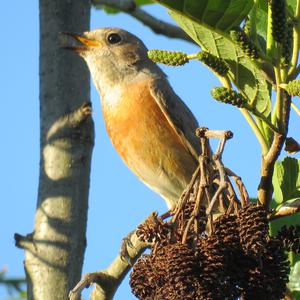 Common Redstart