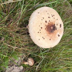 Habichtpilz
