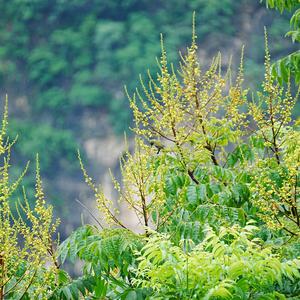 Fork-tailed Sunbird