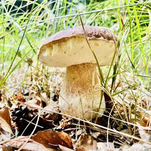 Steinpilz