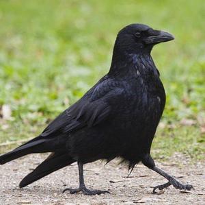Carrion Crow