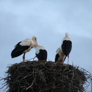 White Stork