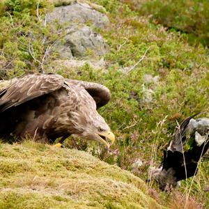 Seeadler