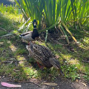 Stockente