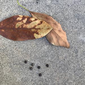 Unknown Species