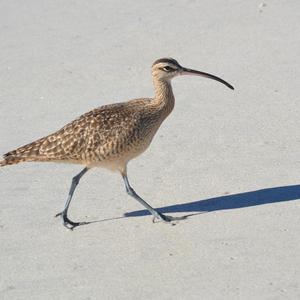 Whimbrel