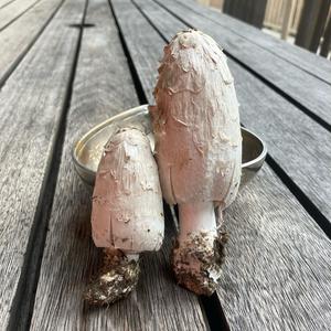Unknown Species