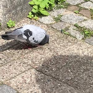 Rock Pigeon