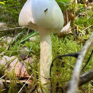 Destroying Angel