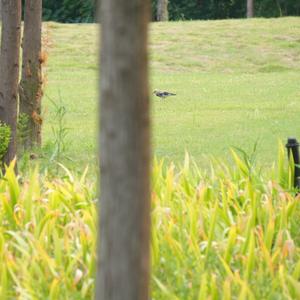 Red-billed Starling