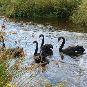 Black Swan