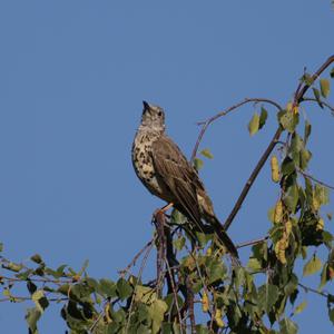 Mistle Thrush