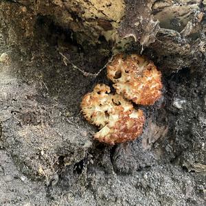 Eastern Cauliflower Mushroom
