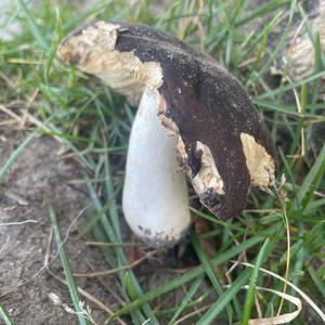 Unknown Species