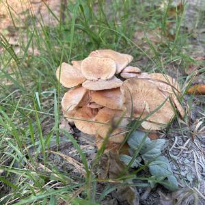Unknown Species