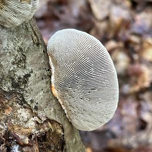 Gill Polypore