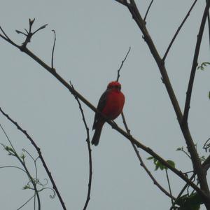 Unknown Species