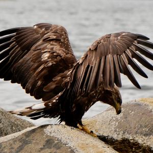 Seeadler