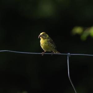 European Serin