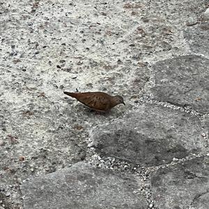 Unknown Species