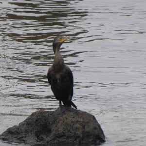 Unknown Species
