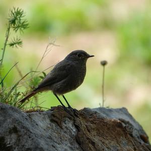 Black Redstart