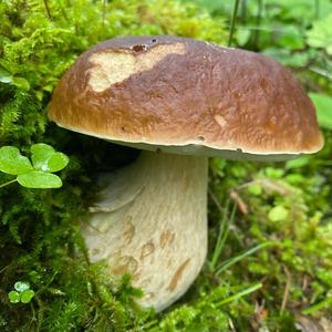 Steinpilz