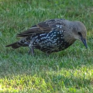 Common Starling