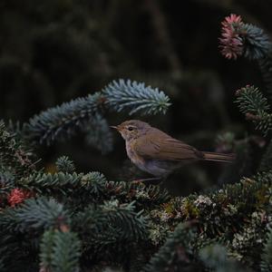 Common Chiffchaff