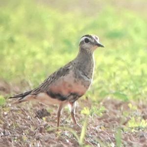 Eurasian Dotterel