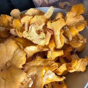 Unknown Species