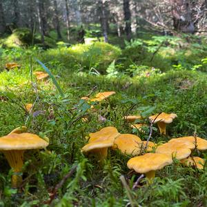 Chanterelle, Common