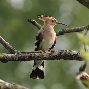 Eurasian Hoopoe