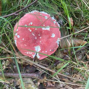 Unknown Species