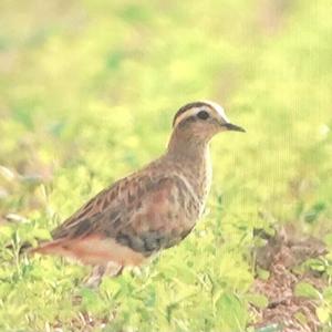 Eurasian Dotterel