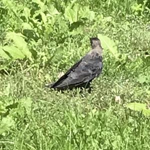 Eurasian Jackdaw